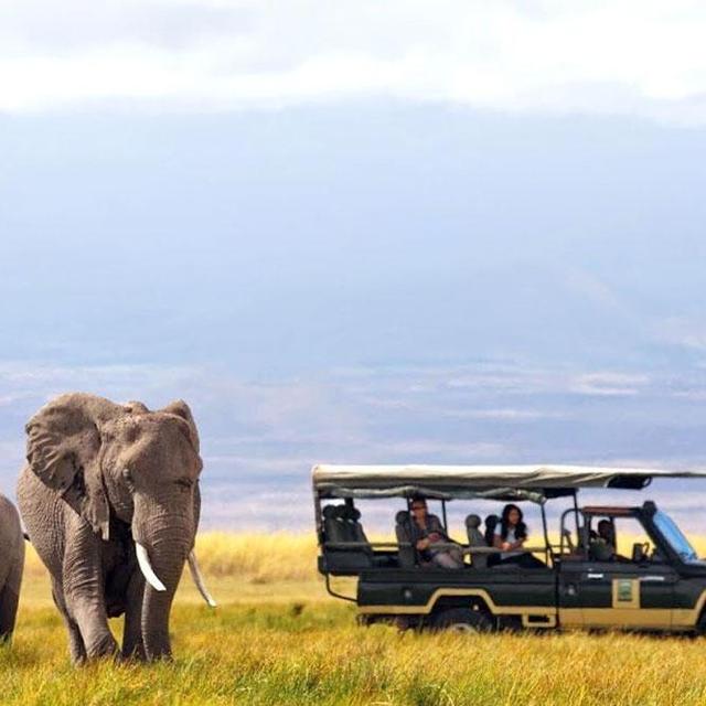 Safari Adventure