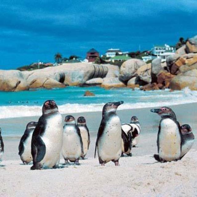 Boulder's Beach Trip (Penguin Viewing!)