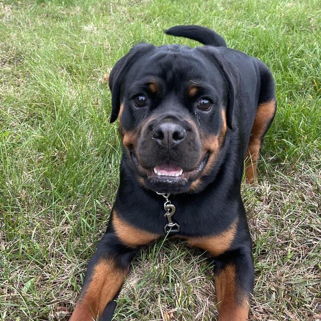 Send Mabel to Doggy Hotel During Wedding/Honeymoon
