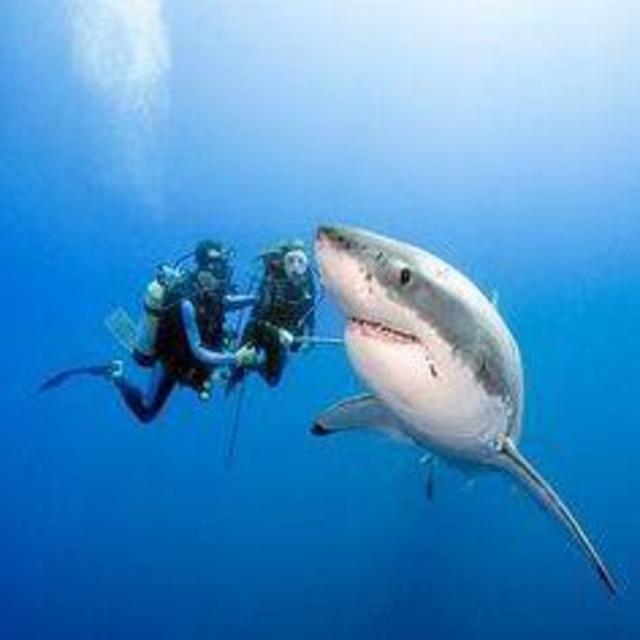 Snorkeling for Three