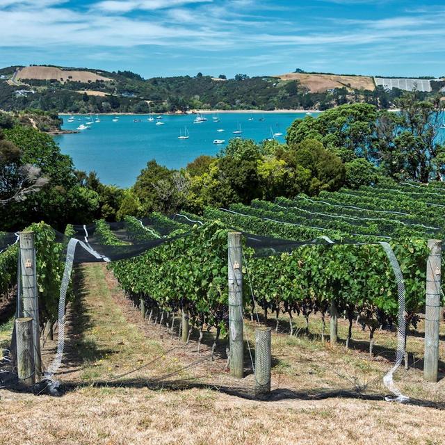 Private Waiheke Wine Tour