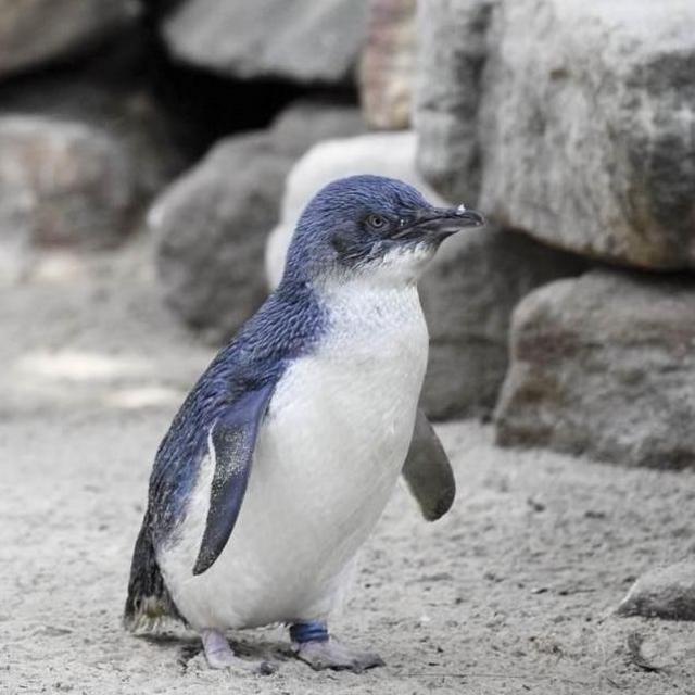Blue Penguin Tour