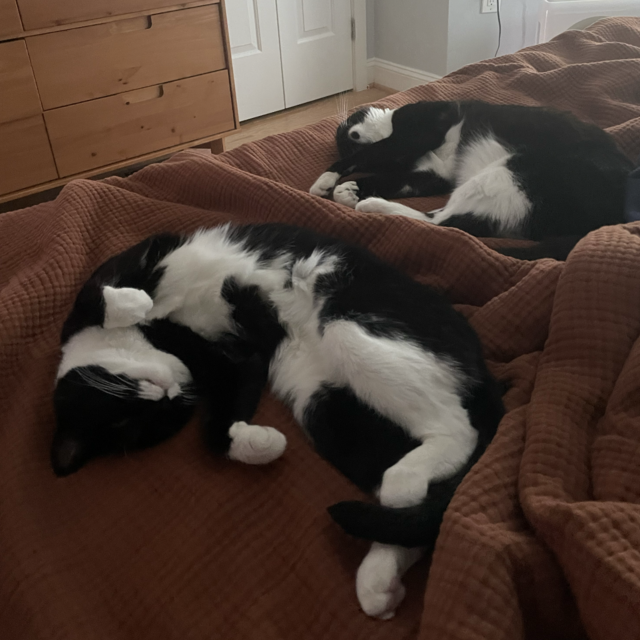 Ruby & Opal's Cat Emporium