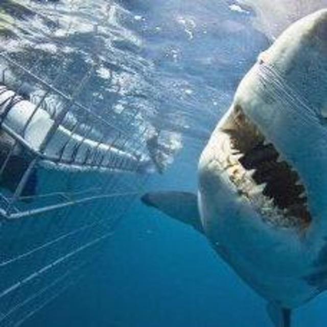 bucket list!!! take us shark diving in Cape Town