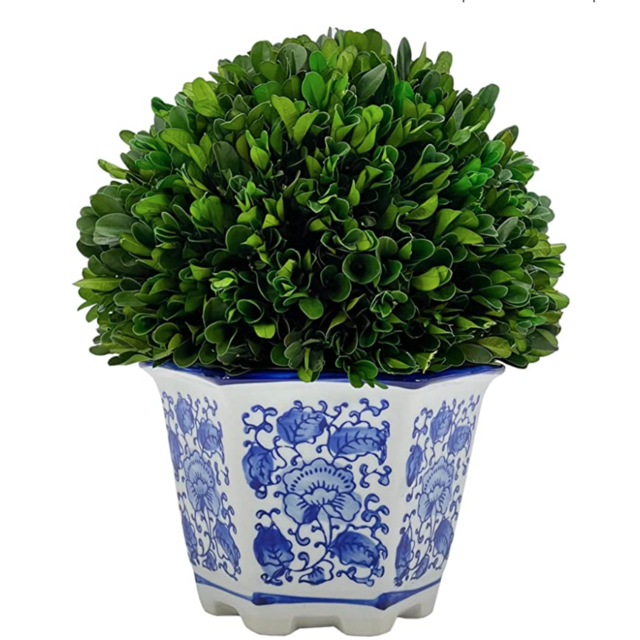 Galt International Preserved Natural Boxwood in Ceramic Pot - Plant and Table Centerpiece - Stunning Greenery and Plant Decor for Home - Blue & White - 9.5” Tall