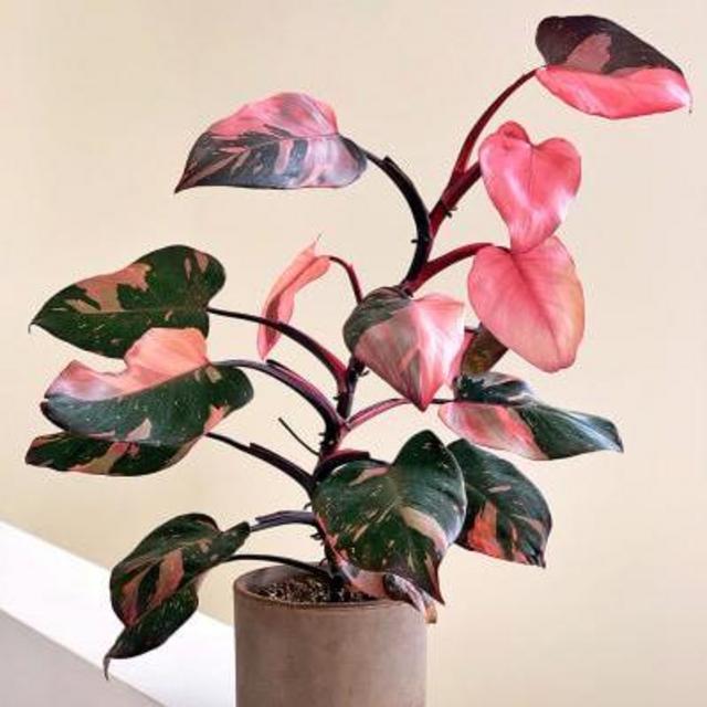 Pink Princess Philodendron