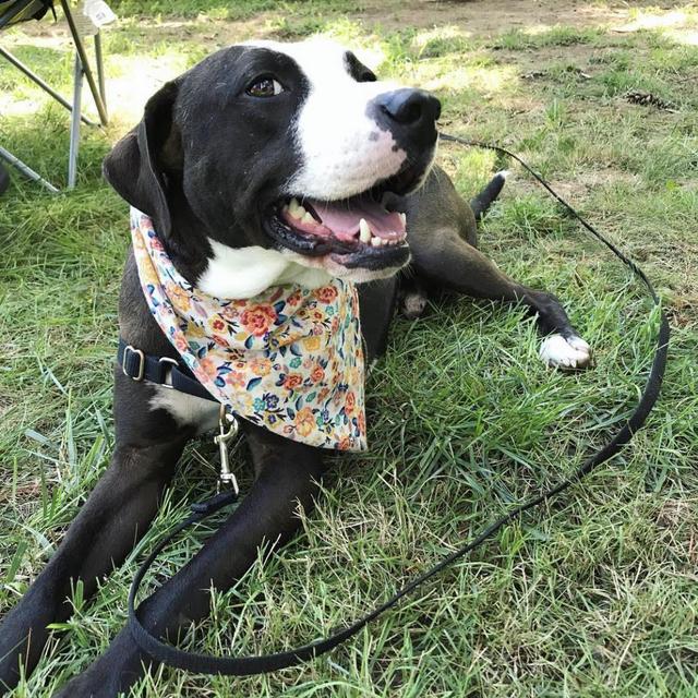 Donate to Hearts & Bones Rescue