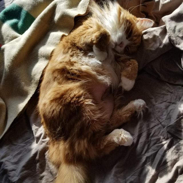 Gimli's Emergency Vet Fund