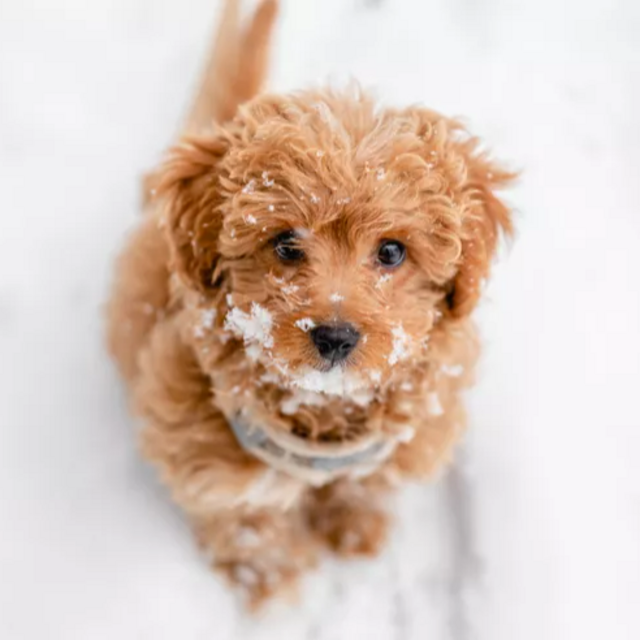 Madi's dream rescue puppy + supplies