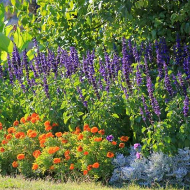 Madi's garden