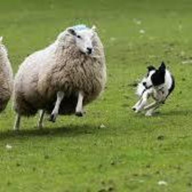 Sheep Herding Experience