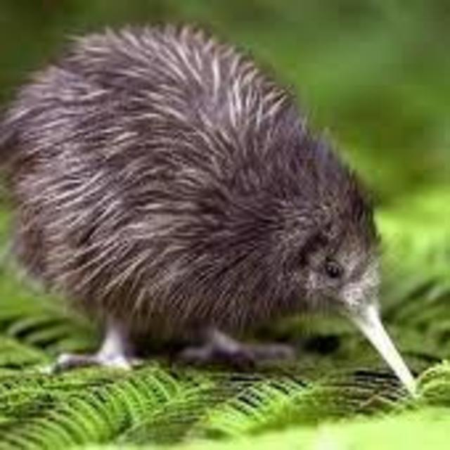 Kiwi Encounter