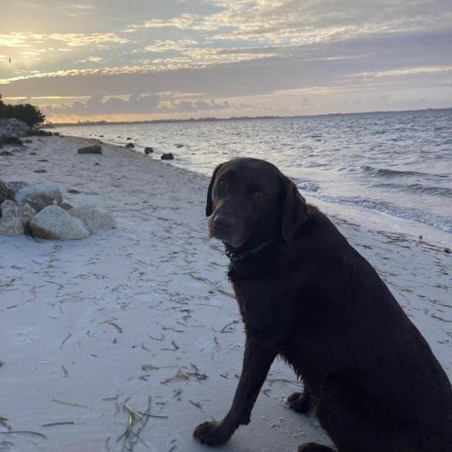 Pet Hotel For Our Honeymoon