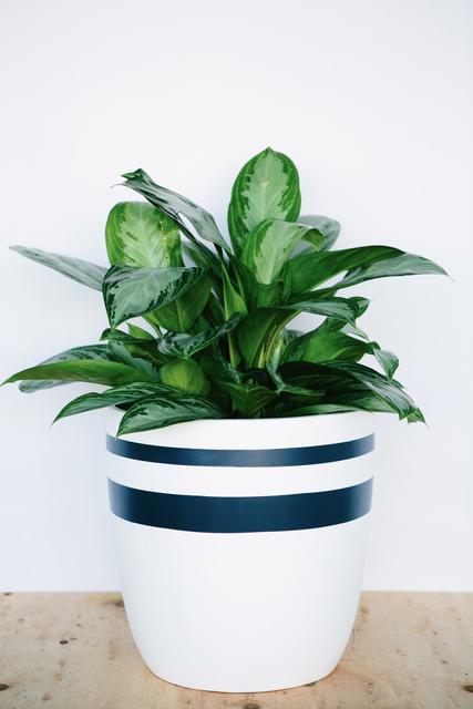 Saturn Planter