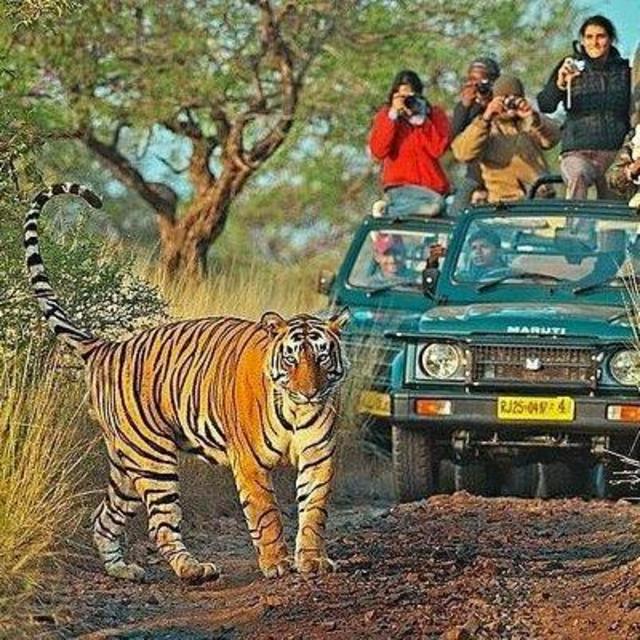 Ranthambore Safari Tour