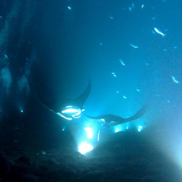 Snorkeling with Manta Rays