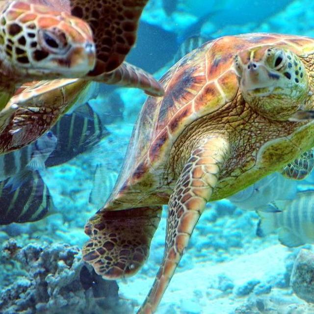 Honeymoon - Visit a Turtle Sanctuary