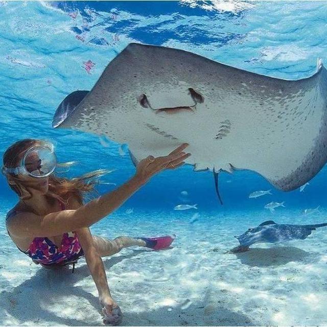 Honeymoon - Shark & Ray Feeding