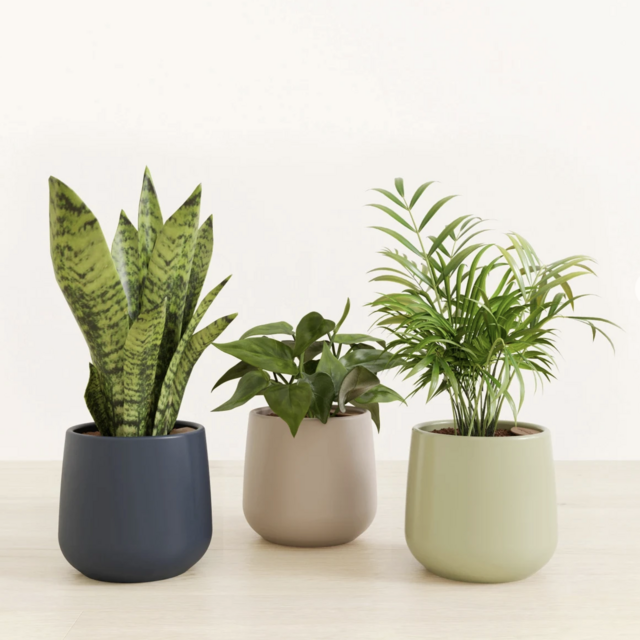 Easyplant -Emerald Trinity