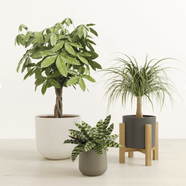 Easyplant - The Luscious Trinity