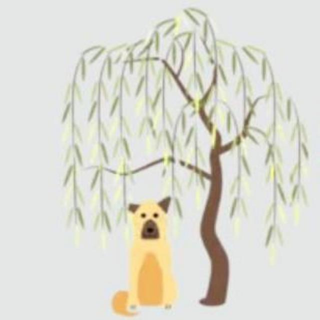 Donate to Waiting Under The Willow Dog Rescue