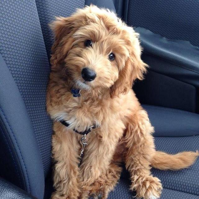 Goldendoodle Fund