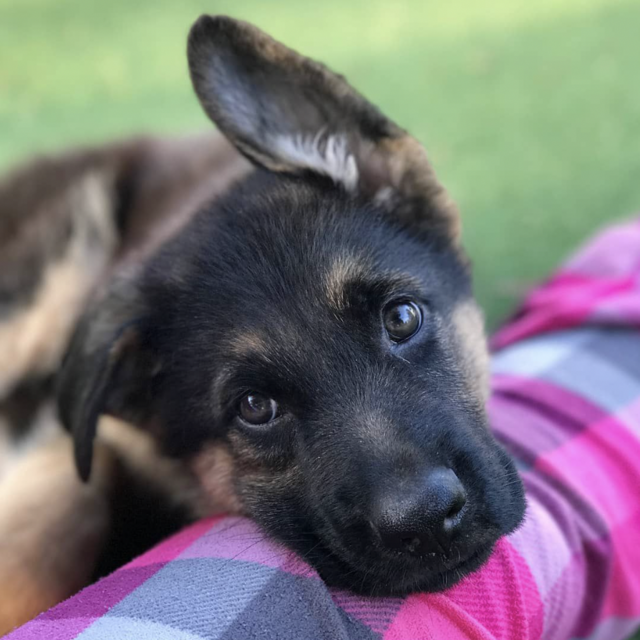 Our New Puppy Fund