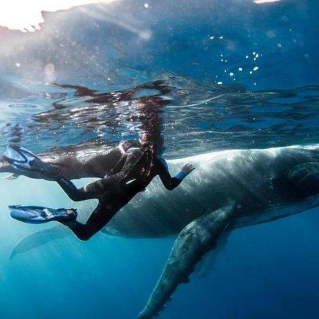 Honeymoon: Snorkeling with Whales in Mo'orea