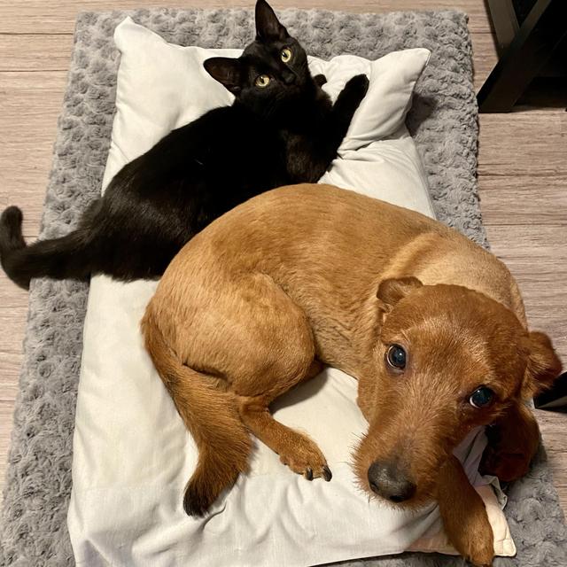 Year's Supply Of Pet Treats