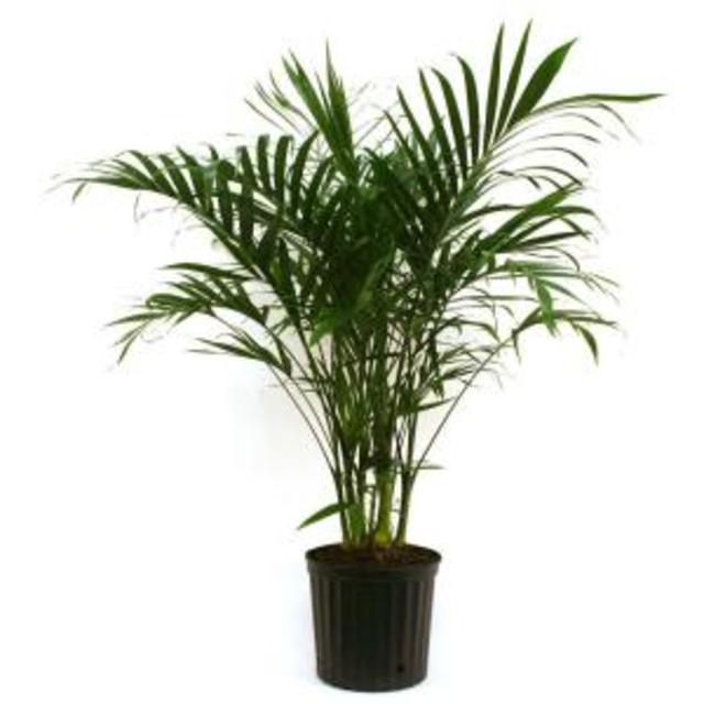 Cateracterum Palm in 9-1/4 in. Pot
