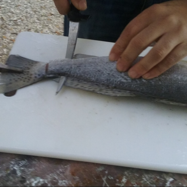 Fillet Knife