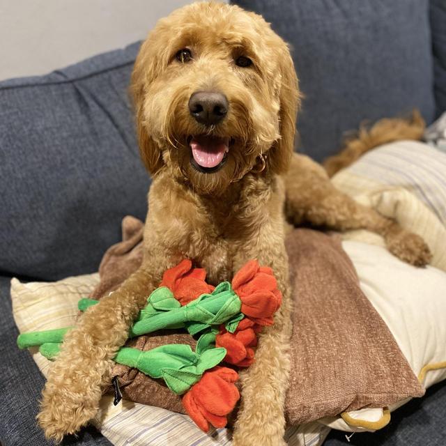 Year's Supply Of Pet Treats!