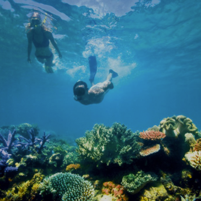 Full-Day Snorkeling Tour in the Great Barrier Reef