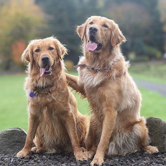 Our Future Doggo