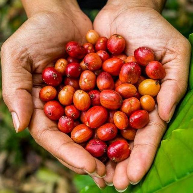 Kona Coffee Plantation Tour, Tasting, & Take home