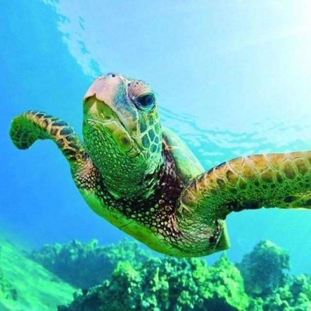 Turtle Canyon Catamaran and Snorkel
