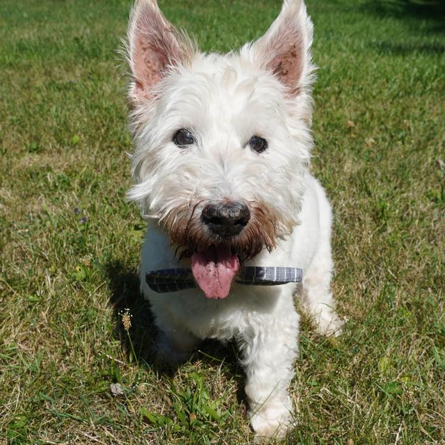 Furget Us Not Rescue