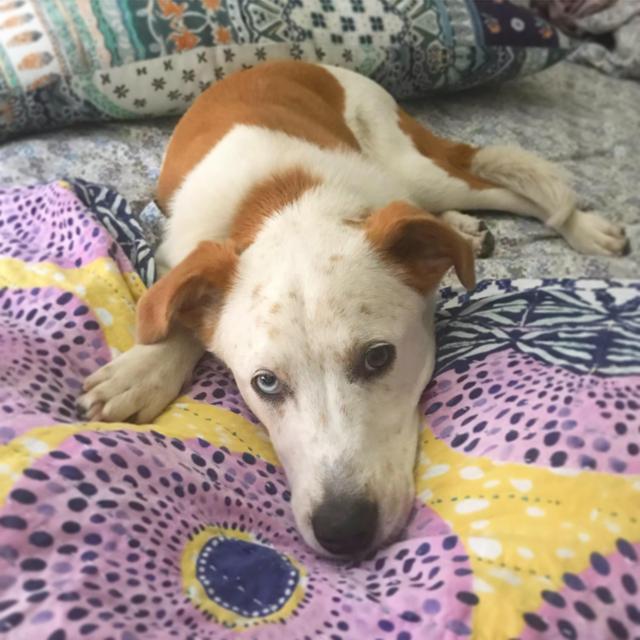 PAWS Chicago dontaion