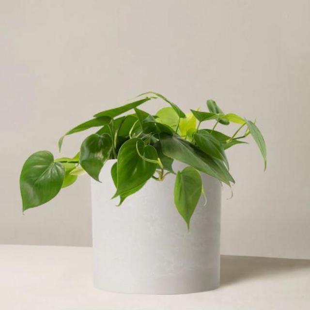 Philodendron Green