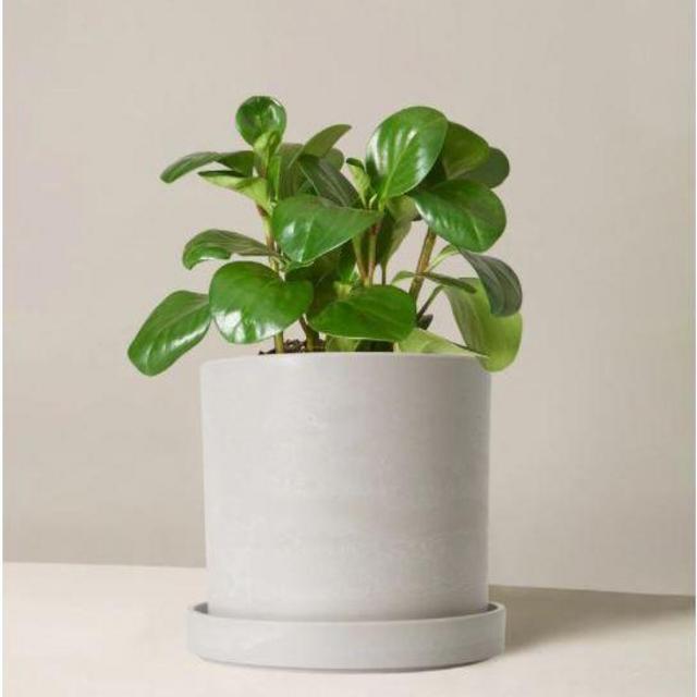 Peperomia Obtusifolia