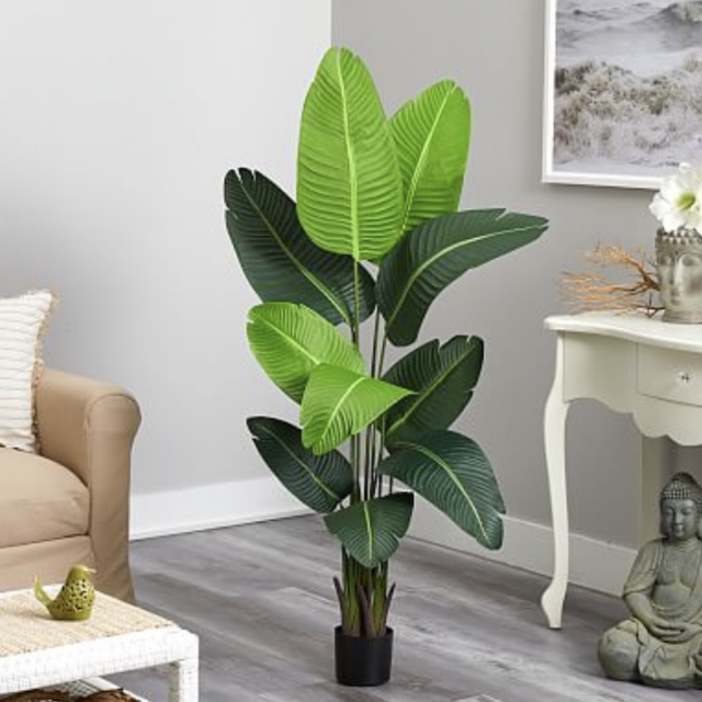 Travelers Palm Tree