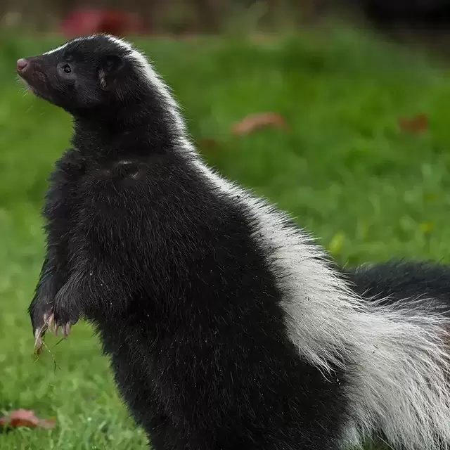 Walk with Crox the Skunk (we're serious...)