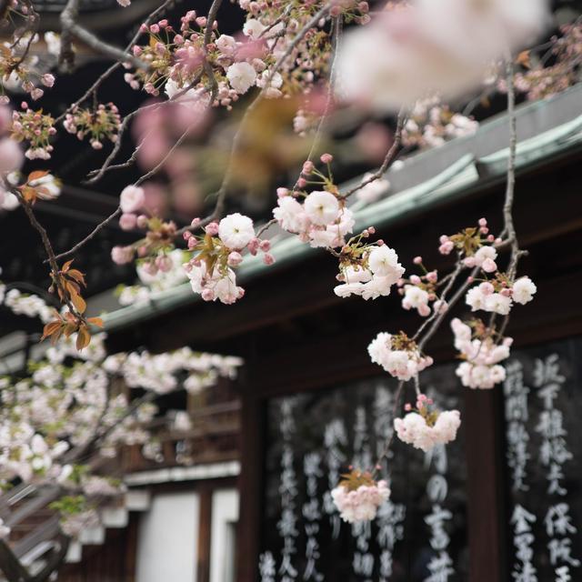 Japan Honeymoon Fund