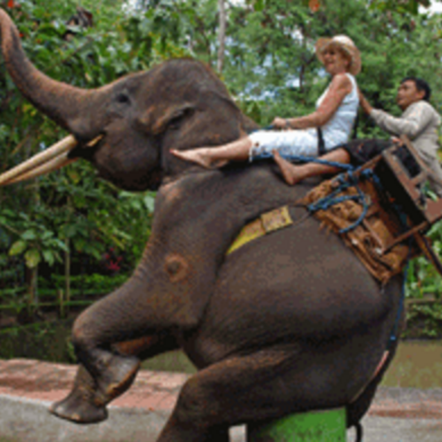 Elephant Safari Ride