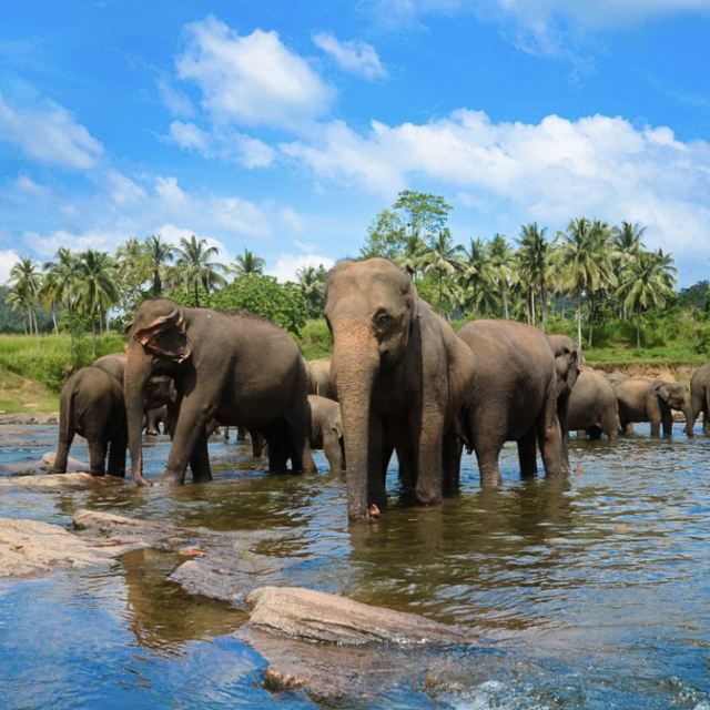 Elephant Orphanage Experience