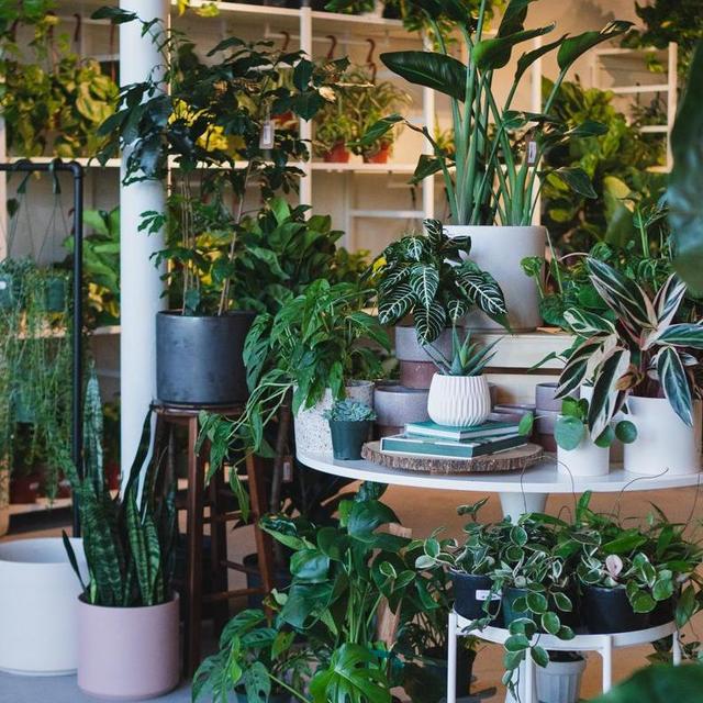 Our Plant Fund