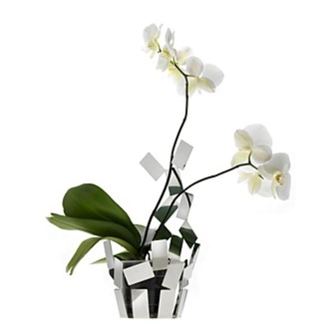 Alessi "Stanza Scirocco" Vase Covers