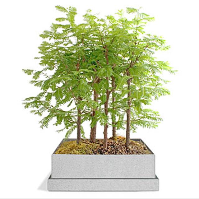 Home Decor: Dawn Redwood Bonsai Forest