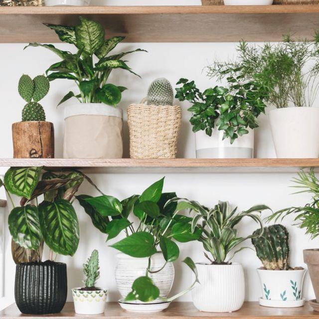 A souvenir for Mari's Houseplants