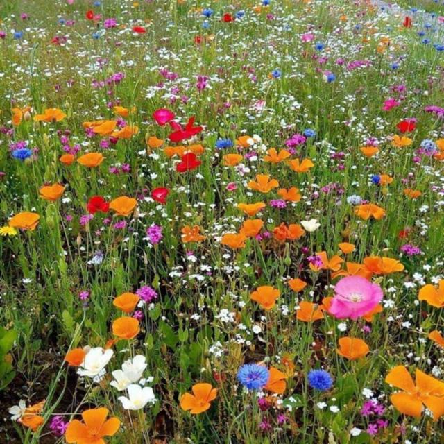 Wildflowers! (BYOW)